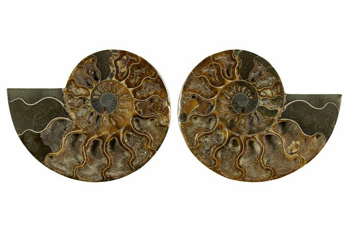 Cut & Polished Crystal-Filled Ammonite Fossil - Madagascar #333732